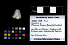 Foto (Objekt + Etikett) von Gastrodorus sp.  (NHMW-GEO-1990-0041-3954)